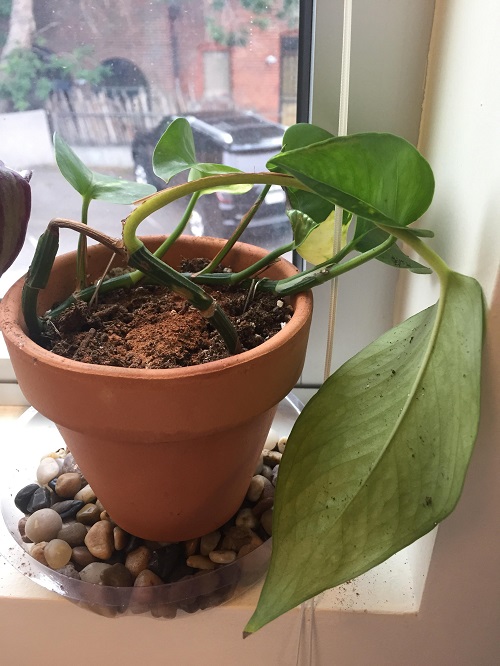 Bend and Pin the pothos Vines in pot