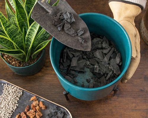 Activated Charcoal for Snake Plant Soil