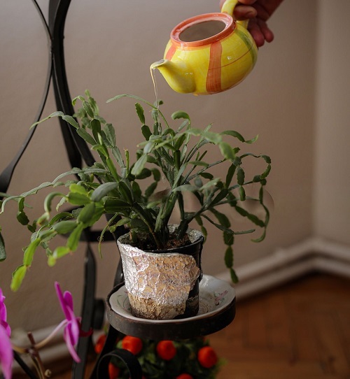Christmas Cactus watering