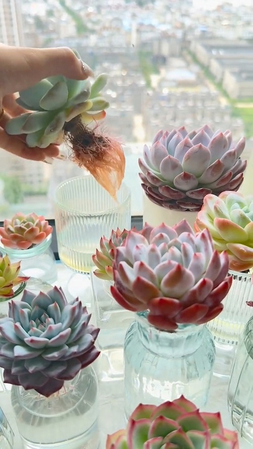 Echereveia in water