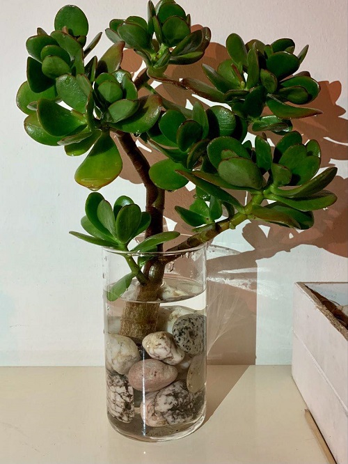 Succulents That Grow Better In Water Than Soil 2