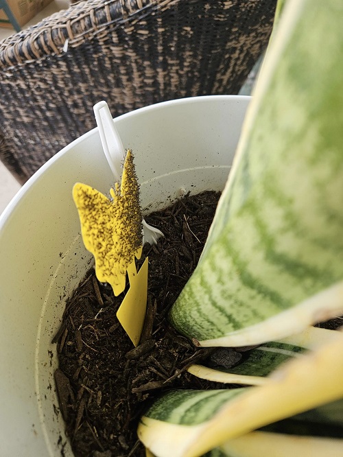 Mosquito Bits in Snake Plant Pots - Does It Stop Fungus Gnats Fast?