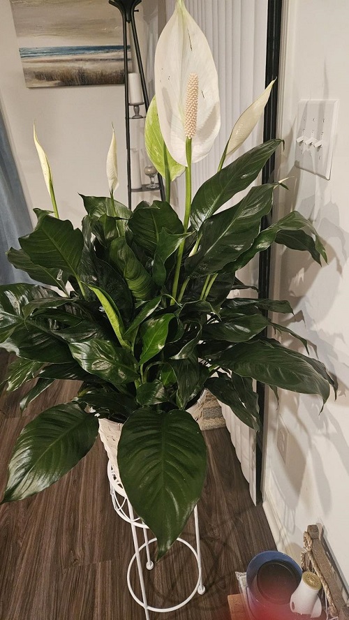 peace lily indoor