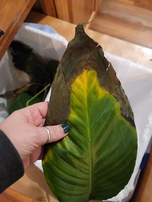 Why Your Peace Lily Leaves Turn Brown