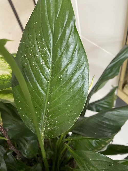 peace lily powdery Mildew