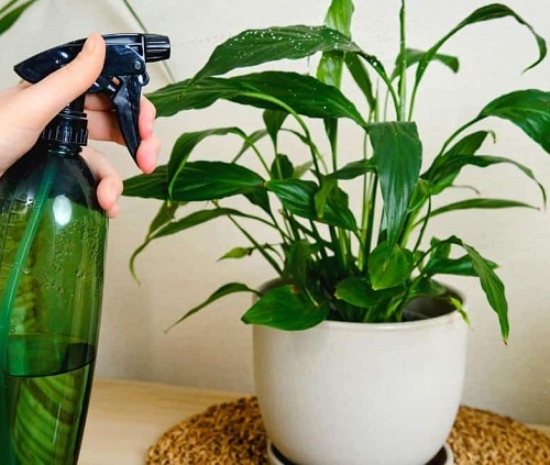 Peace Lily fertilizer