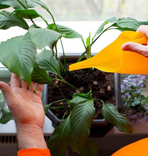 Peace Lily watering