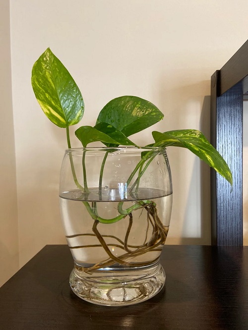 pothos in water