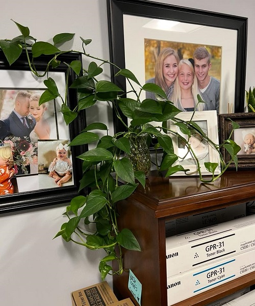 pothos in water
