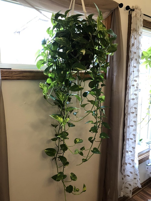 pothos near window 2