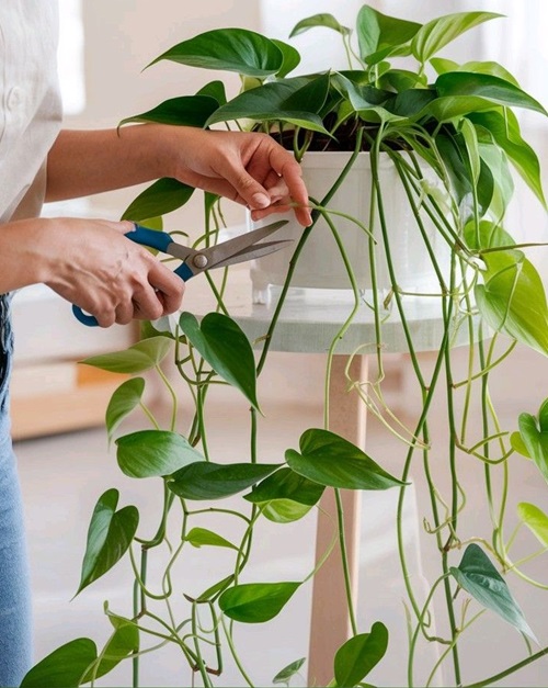 pothos pruning