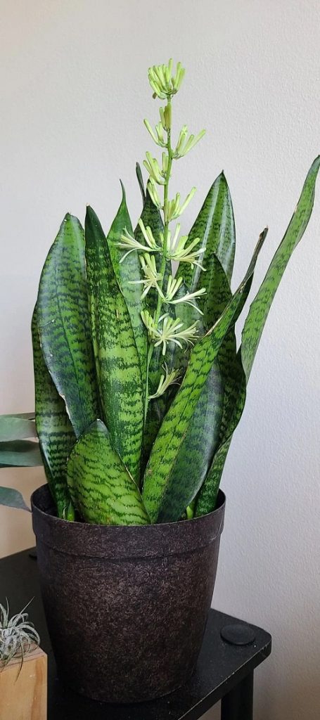 Why does Ants come during Snake Plants Blooms - Reasons and Fixes