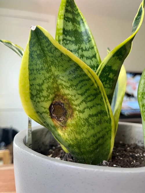 Snake Plant fungal attack