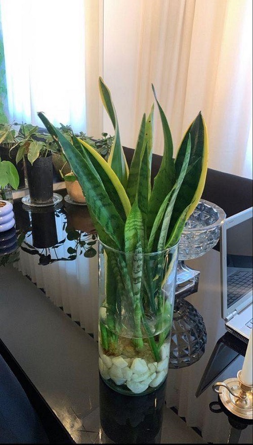 Succulents That Grow Better In Water Than Soil