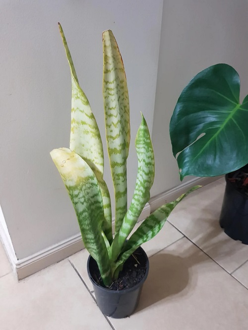 snake plant pale leaves