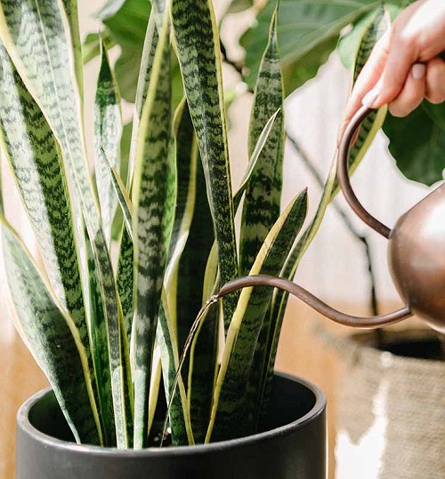 watering snake plant