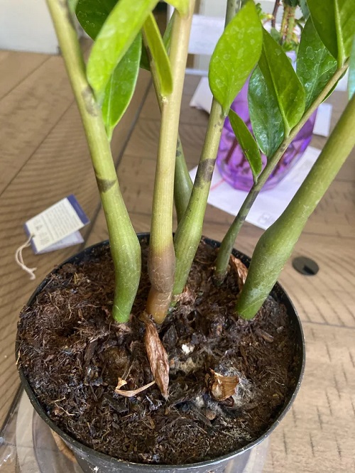 Wrapping ZZ Plant with Aluminum Foil 2