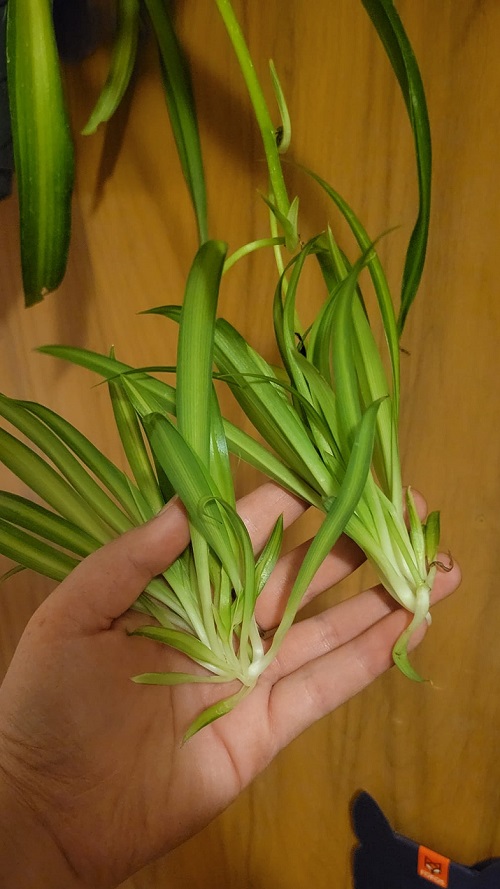 Spider Plant spiderettes cutting