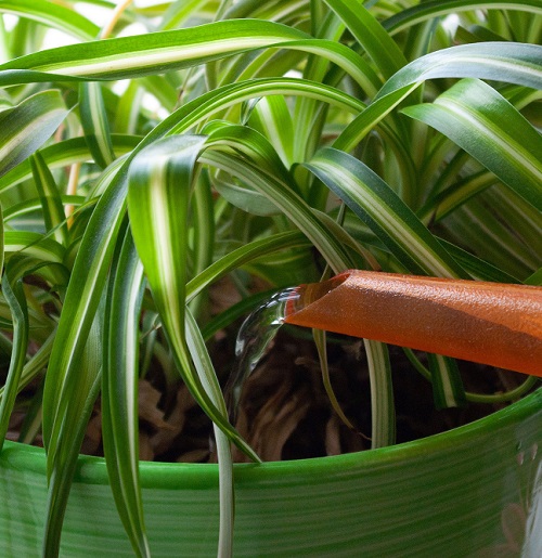 spider plant watering