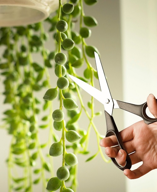 String of Pearls prune