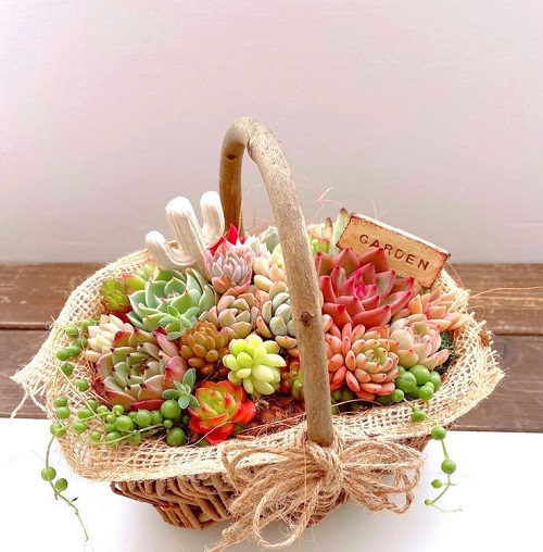 Succulent Gift Basket 5