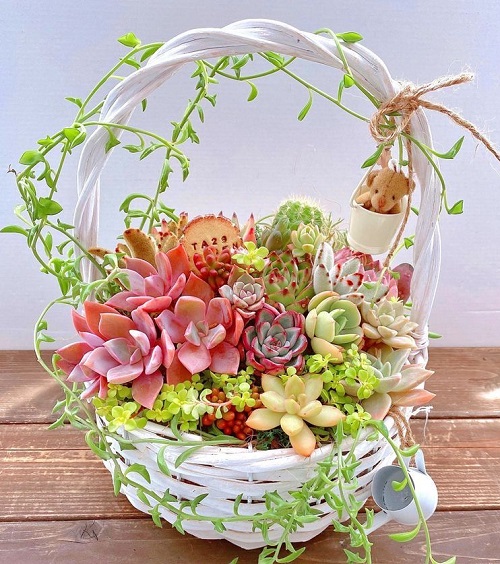 Succulent hanging Basket