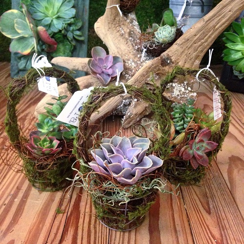 Succulent Gift Basket 3