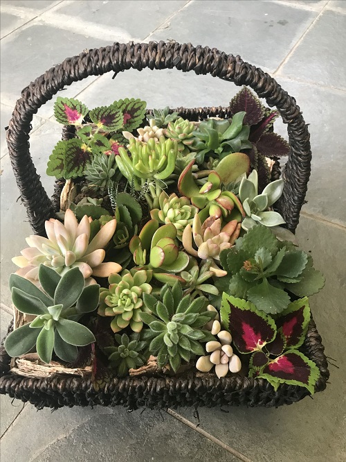 Succulent Gift Basket 4