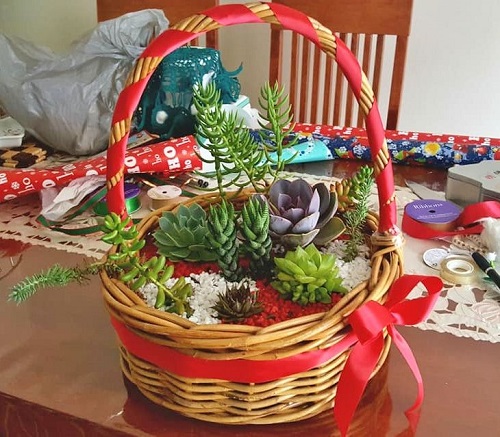Succulent Gift Basket 5