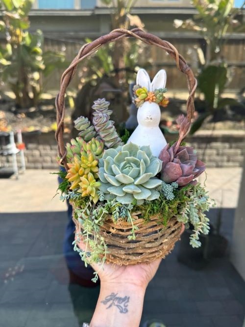 Succulent Basket ideas