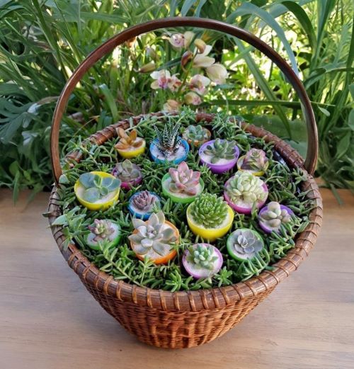 Succulent Basket ideas 2