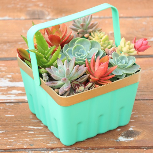 Succulent Easter Basket Gift Ideas 4