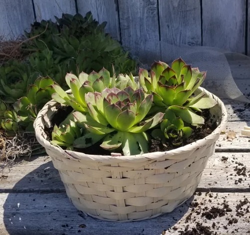 Succulent Gift Basket