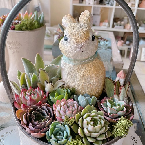 Succulent Gift Basket 4
