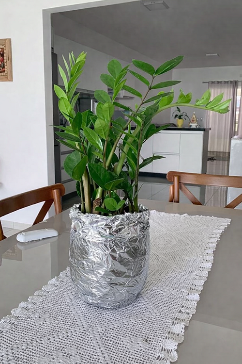 Wrapping ZZ Plant with Aluminum Foil