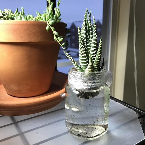 zebra plant in water