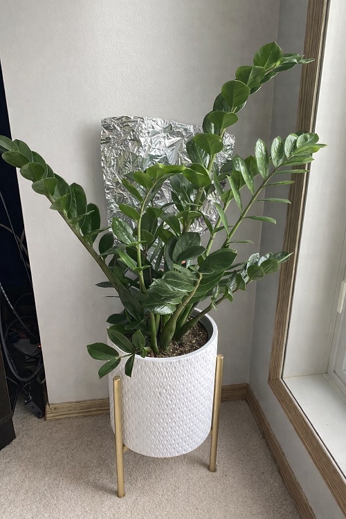 Wrapping ZZ Plant with Aluminum Foil