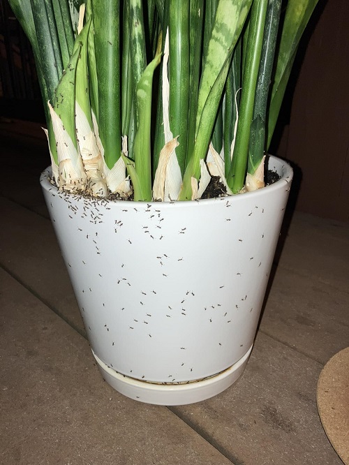 ants in snake plants