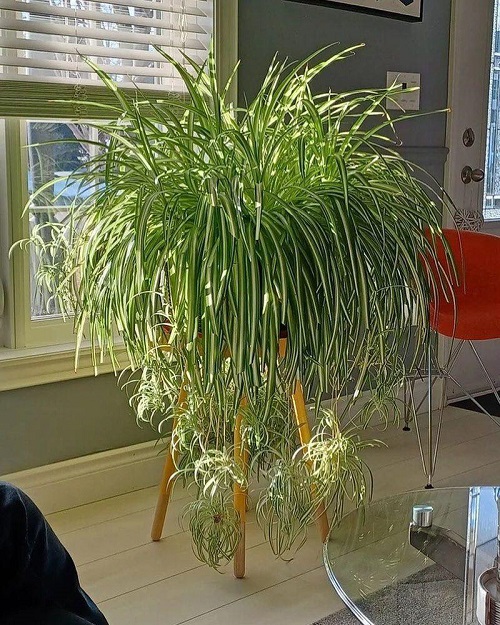 spider plant near window
