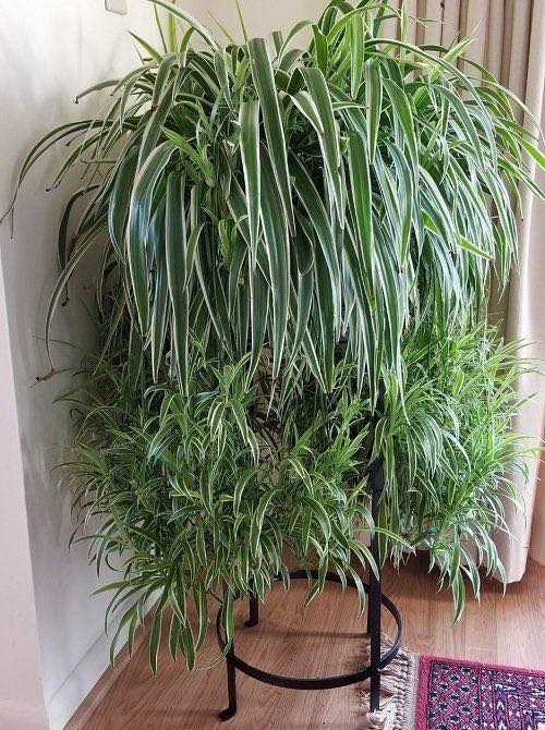 How to grow the biggest XL spider plant? Follow these hacks