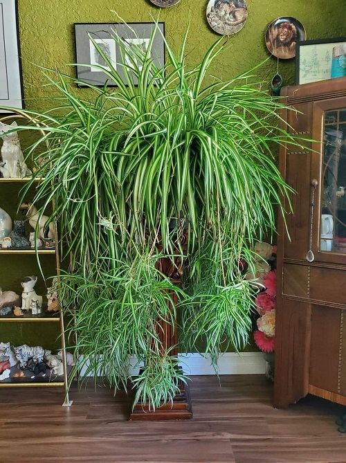 How to grow the biggest XL spider plant? Follow these hacks