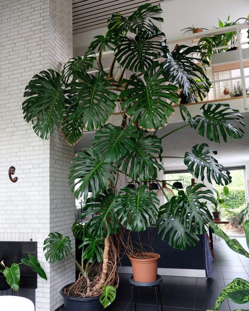 Want to Grow XL Monstera? Try These Tips 1