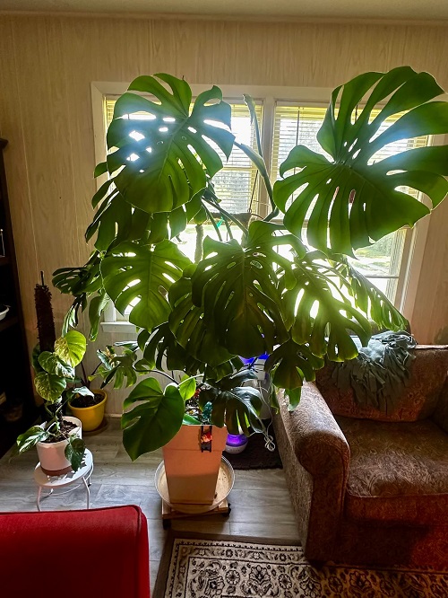 Want to Grow XL Monstera? Try These Tips 2