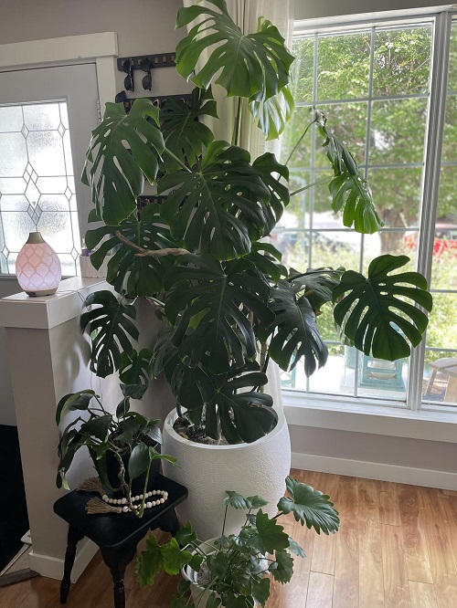 indoor plant near window