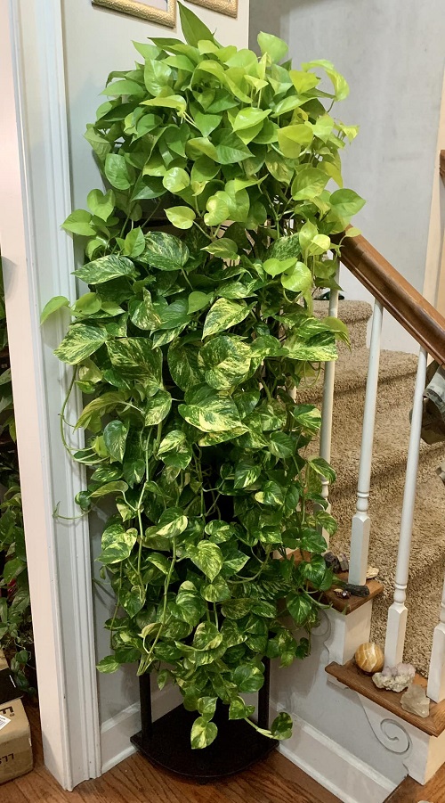 Use Hairpins to Make Your Plants Bushier and Full!