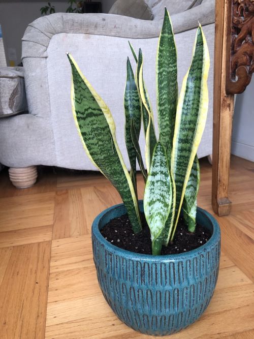 Activated Charcoal for Snake Plant Soil 1