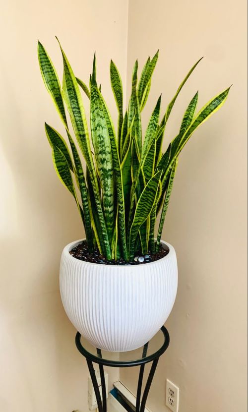 Activated Charcoal for Snake Plant Soil 2