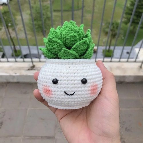 Hens and Chicks Succulent indoor 3