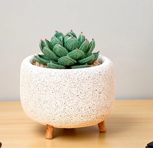 DIY Crochet Hens and Chicks Succulent pattern