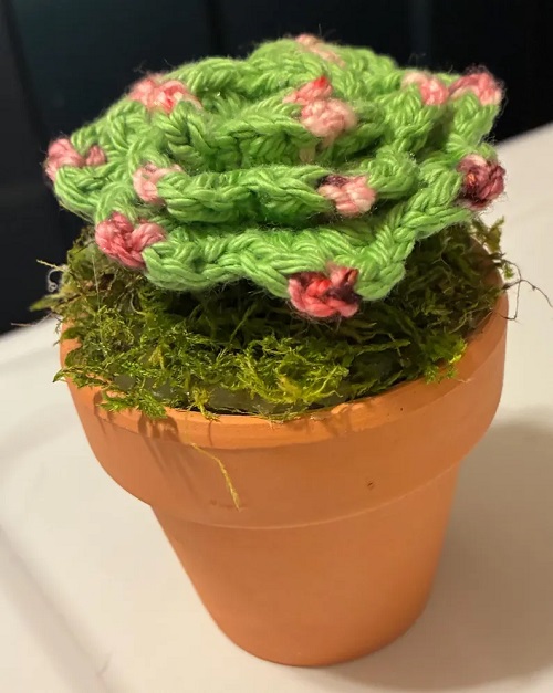 Hens and Chicks Succulent indoor